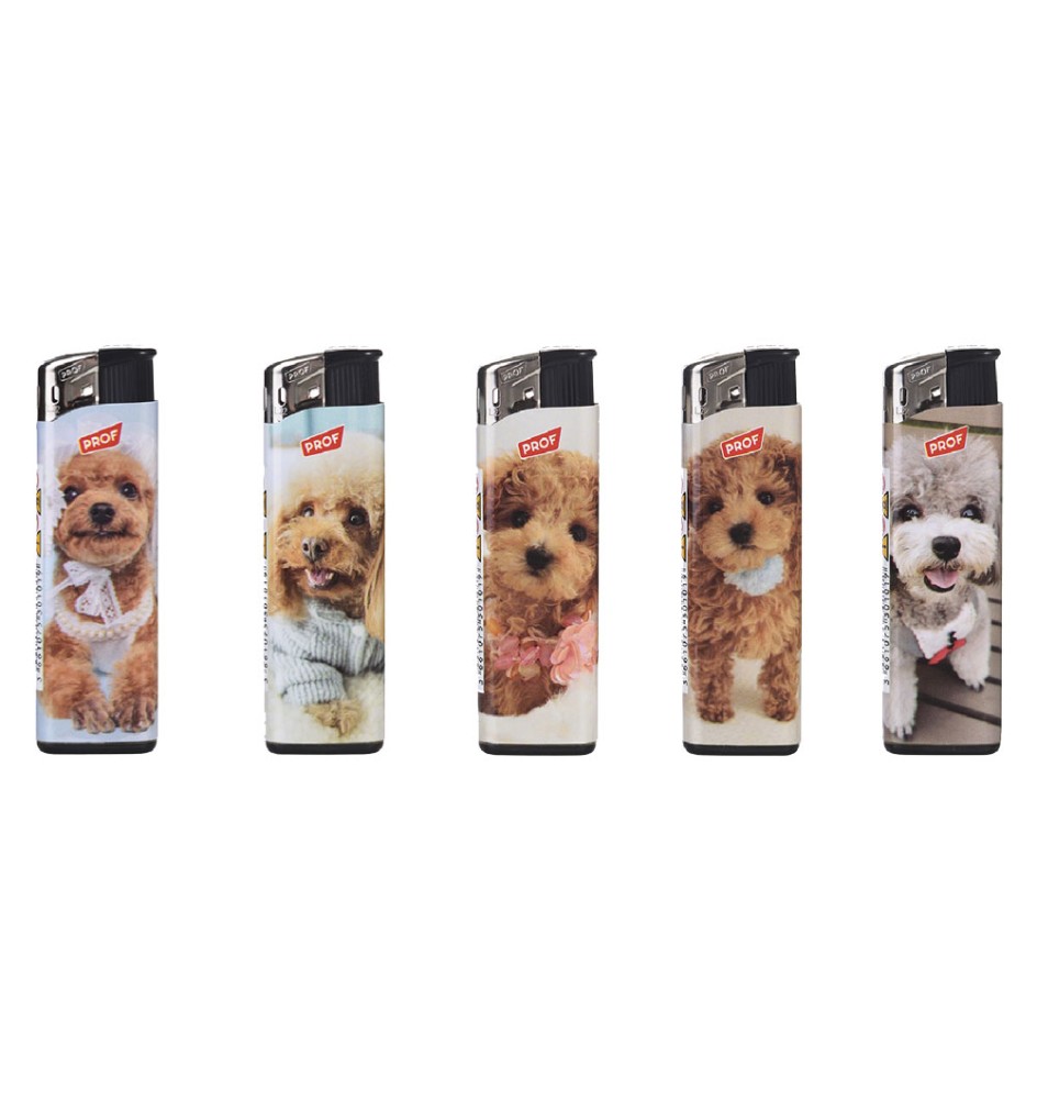 ACCENDINO 'Poodles'