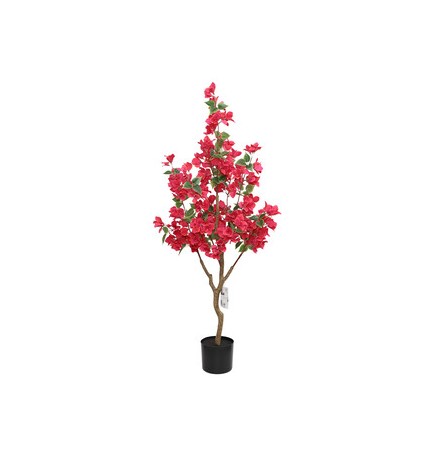 C BOUGANVILLEA 120 CM