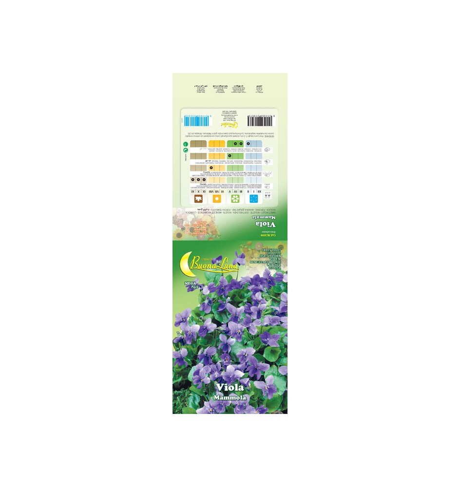 SEMI GARDEN VIOLA MAMMOLA