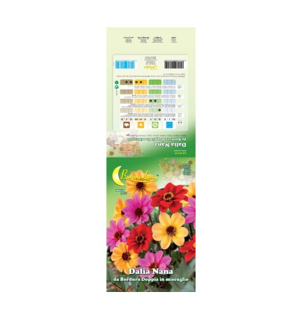 SEMI GARDEN DALIA SEMPLICE