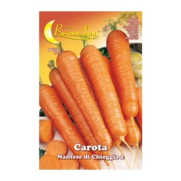 SEMI ORTO CAROTA DI CHIOGGIA
