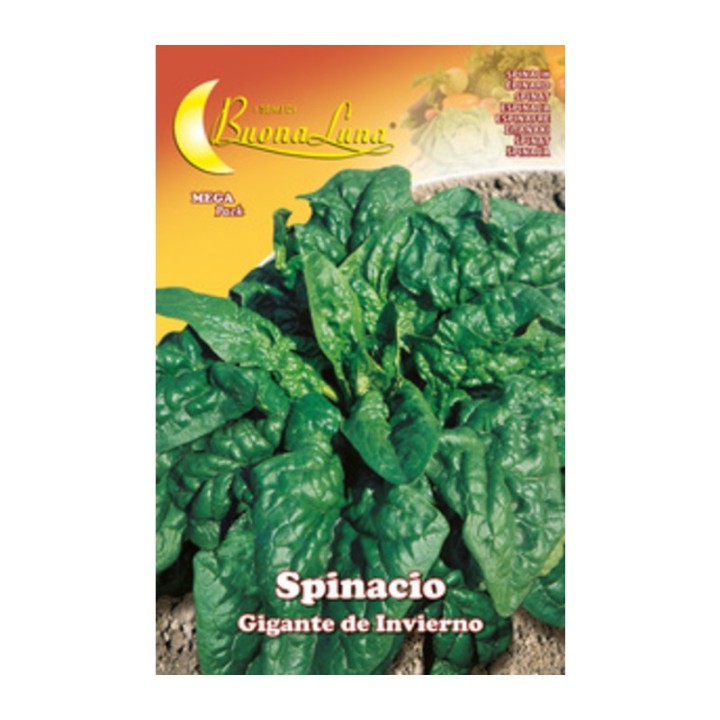 SEMI ORTO SPINACI GIGANTI