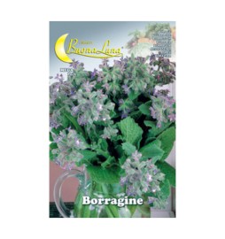 SEMI ORTO BORRAGINE