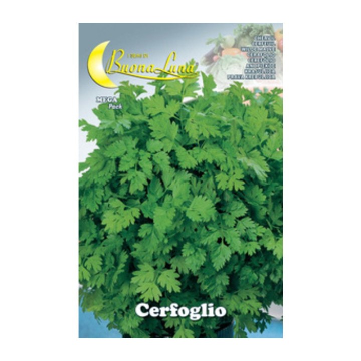 SEMI ORTO CERFOGLIO