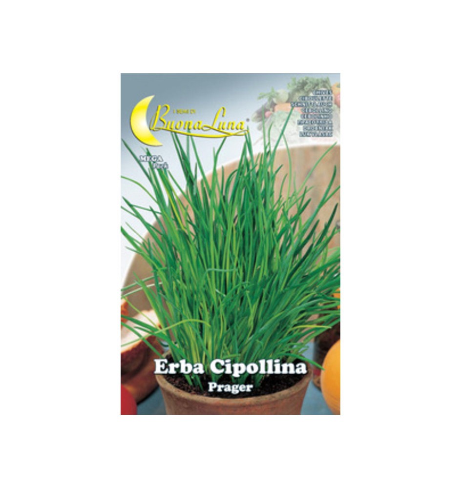 SEMI ORTO ERBA CIPOLLINA