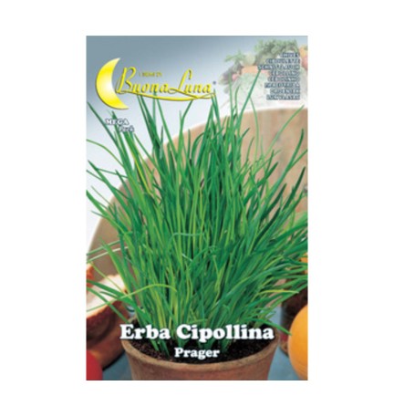 SEMI ORTO ERBA CIPOLLINA