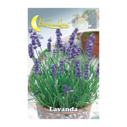 SEMI ORTO LAVANDA