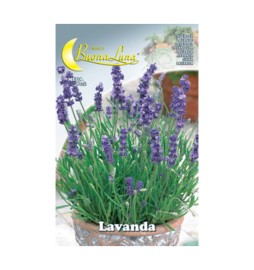 SEMI ORTO LAVANDA