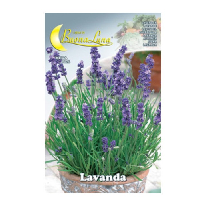 SEMI ORTO LAVANDA