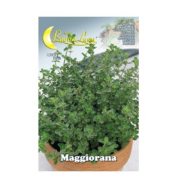 SEMI ORTO MAGGIORANA