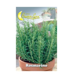 SEMI ORTO ROSMARINO