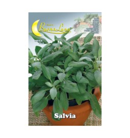 SEMI ORTO SALVIA