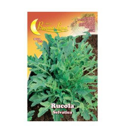 SEMI ORTO RUCOLA SELVATICA