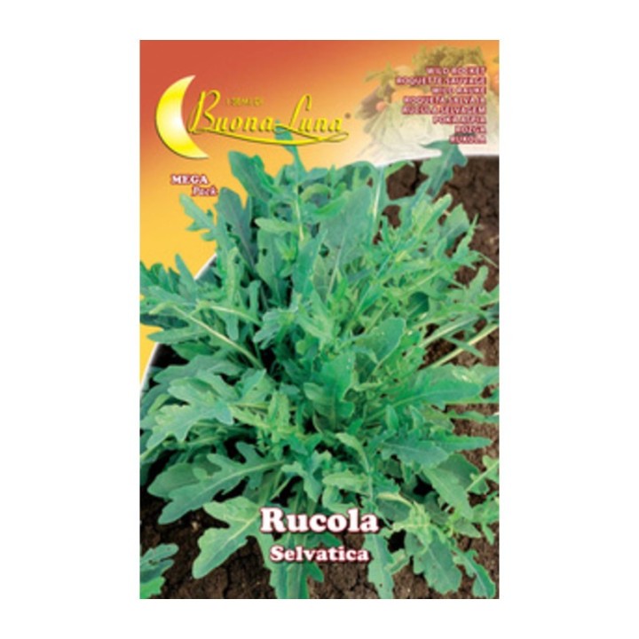 SEMI ORTO RUCOLA SELVATICA