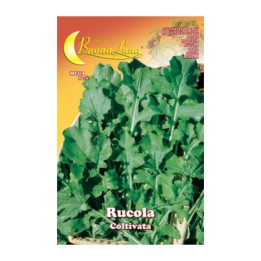 SEMI ORTO RUCOLA COLTIVATA