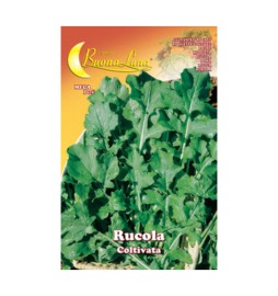 SEMI ORTO RUCOLA COLTIVATA