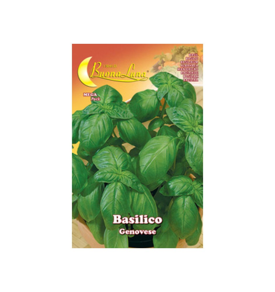 SEMI ORTO BASILICO GENOVESE