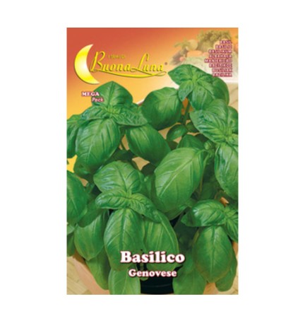 SEMI ORTO BASILICO GENOVESE