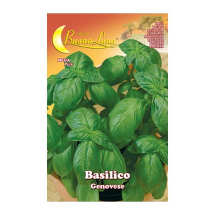 SEMI ORTO BASILICO GENOVESE