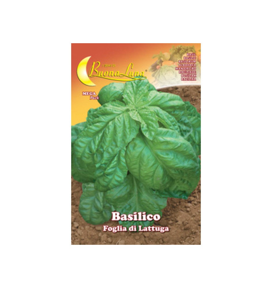 SEMI ORTO BASILICO FOGLIA LATTUGA