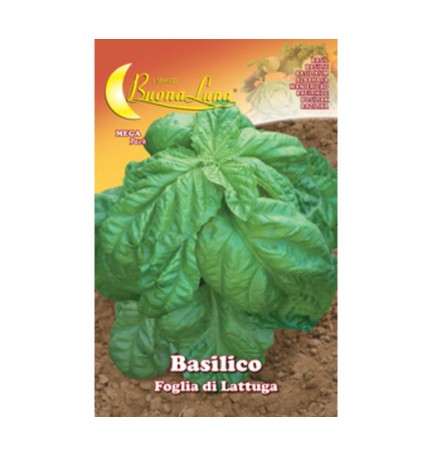 SEMI ORTO BASILICO FOGLIA LATTUGA