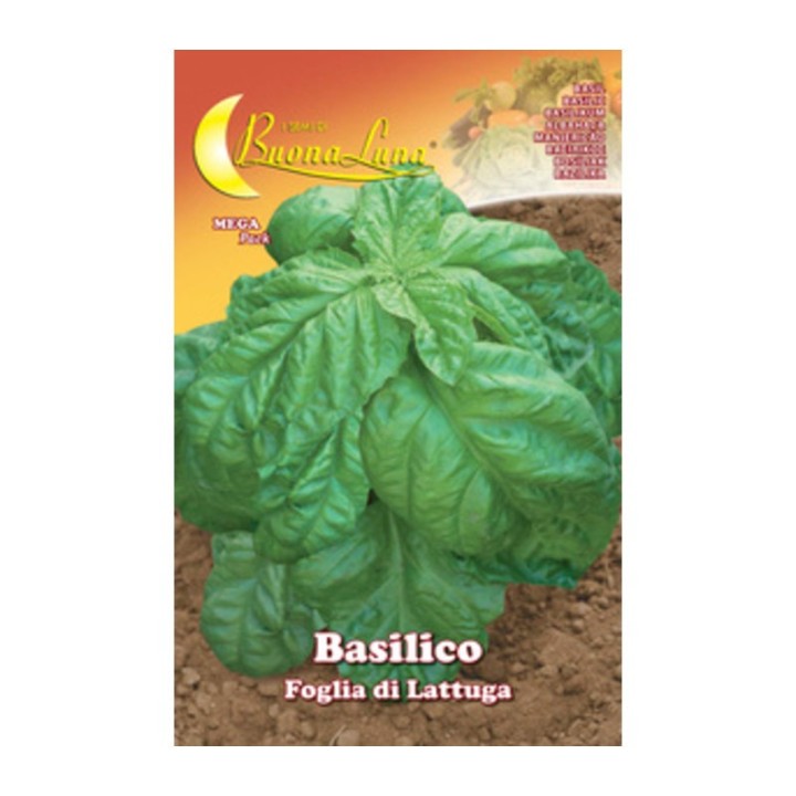 SEMI ORTO BASILICO FOGLIA LATTUGA