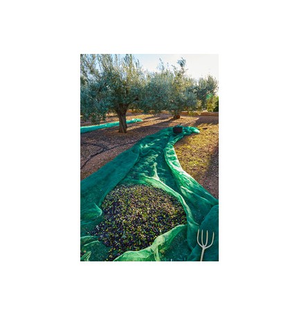 C RETE P/OLIVE ANTISPINA 80G 4X 8M