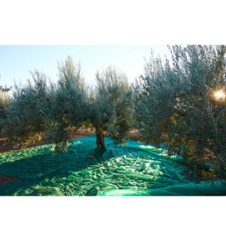 C RETE P/OLIVE ANTISPINA 80G C/SPACCO 10X10M