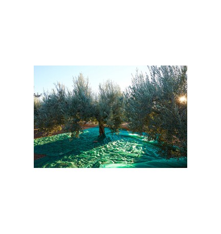 C RETE P/OLIVE ANTISPINA 80G C/SPACCO 10X10M