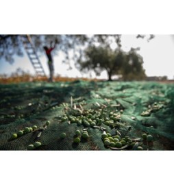 C RETE P/OLIVE ANTISPINA 32G 4 X250M CALABRIA