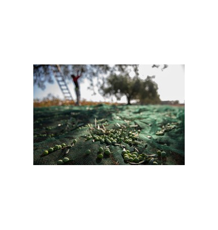 C RETE P/OLIVE ANTISPINA 32G 5 X200M CALABRIA