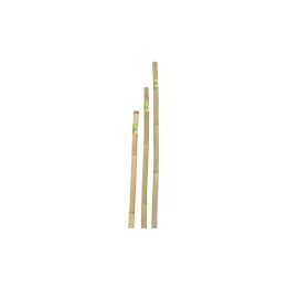 CANNA IN BAMBOO D 22-24MMXH180CM