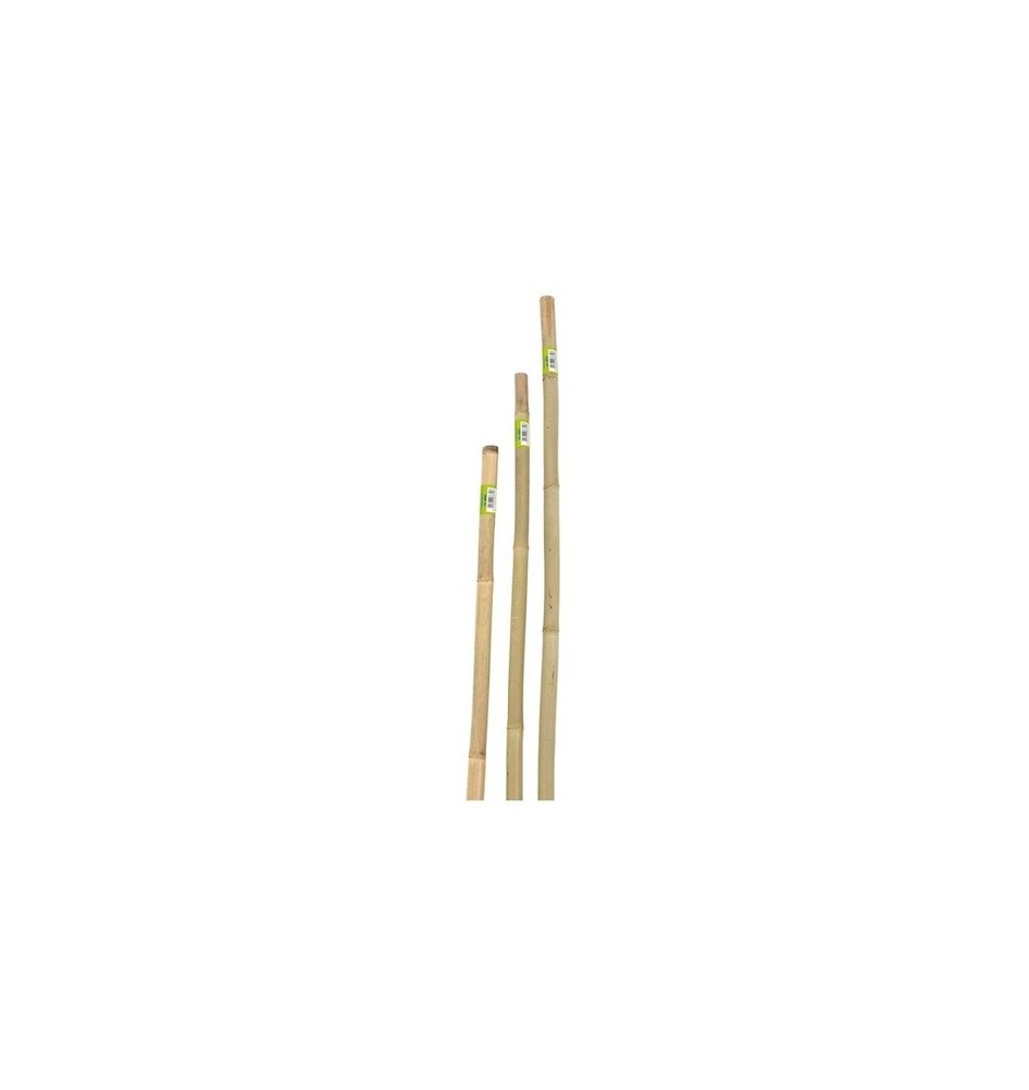 CANNA IN BAMBOO D.22-24 H.180