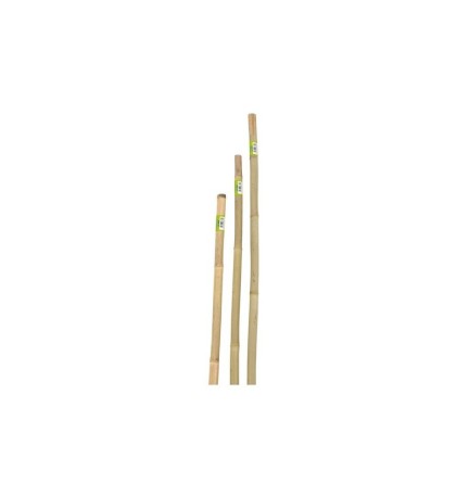 CANNA IN BAMBOO D.22-24 H.180