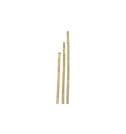 CANNA IN BAMBOO D.22-24 H.240